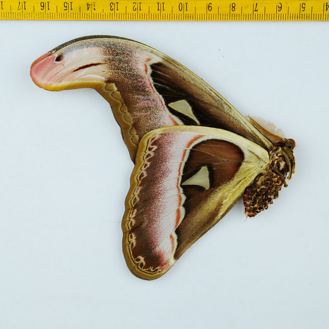 Attacus atlas (aberration, verso, unmounted, Malaysia)2 [Internet image property of respective owner, non commercial use only]